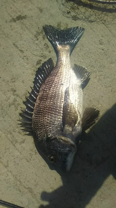 クロダイの釣果