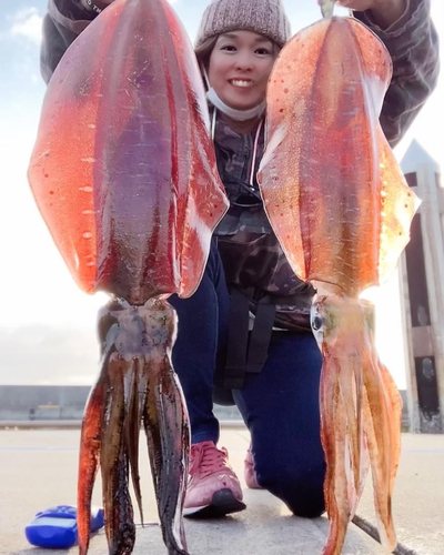 アオリイカの釣果