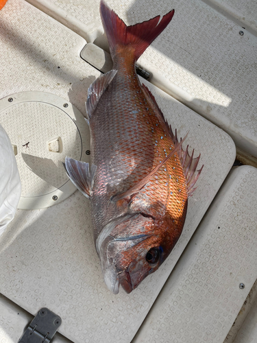 マダイの釣果