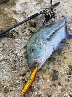 カスミアジの釣果