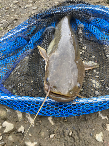 ナマズの釣果