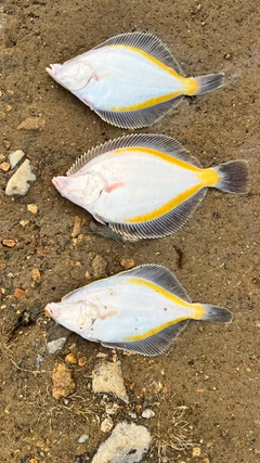 スナガレイの釣果