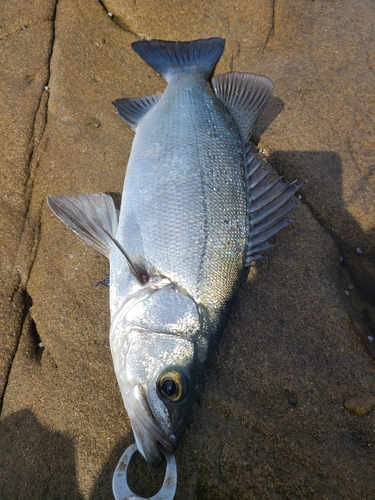 セイゴ（ヒラスズキ）の釣果