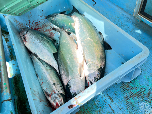 サクラマスの釣果