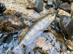 トラウトの釣果