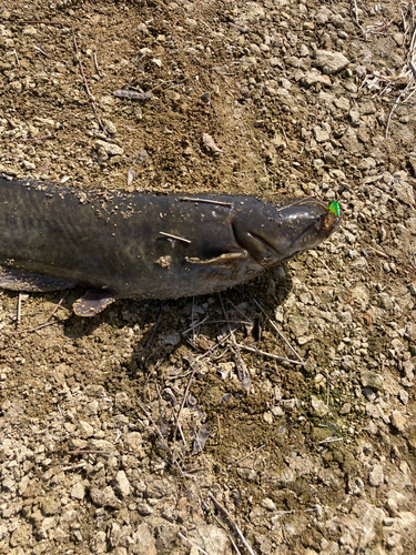 ナマズの釣果