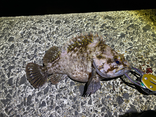 オウゴンムラソイの釣果