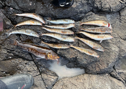 ホッケの釣果