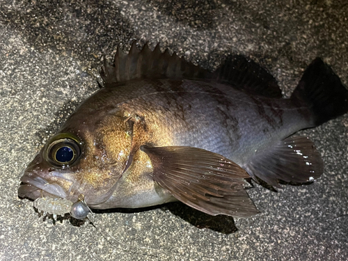 メバルの釣果