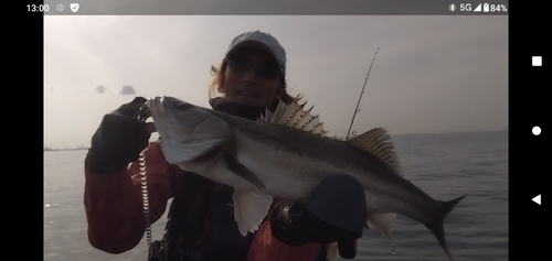 スズキの釣果