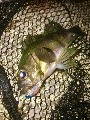 アカメバルの釣果