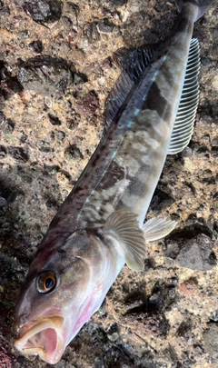 ホッケの釣果