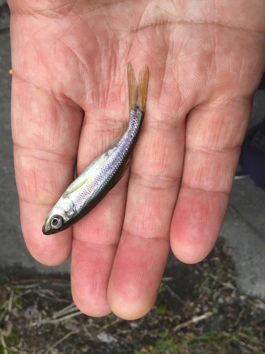 カワムツの釣果