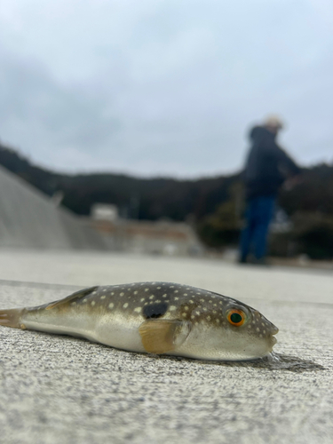 クサフグの釣果