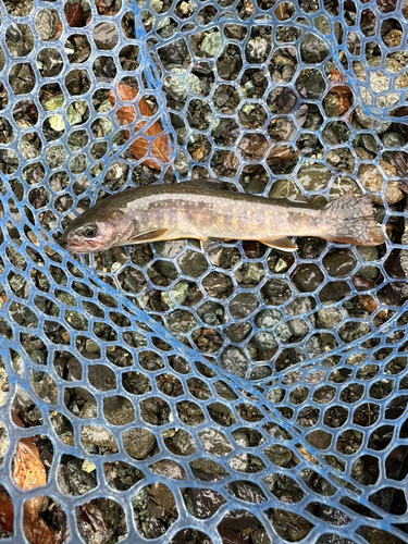 イワナの釣果