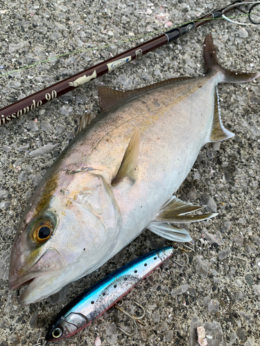 ネイリの釣果