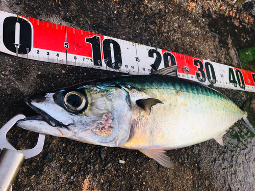 サバの釣果