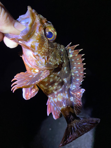 カサゴの釣果