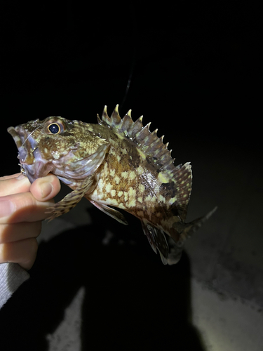 アラカブの釣果