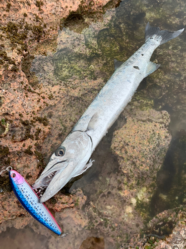 オニカマスの釣果