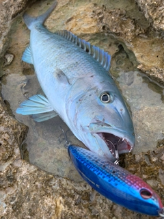 アオチビキの釣果