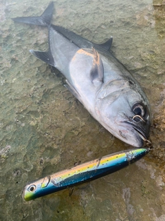 ギンガメアジの釣果