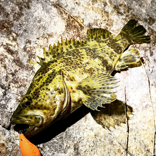 タケノコメバルの釣果