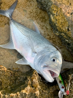 オニヒラアジの釣果