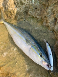 ツムブリの釣果