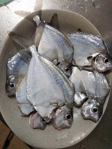 セイタカヒイラギの釣果