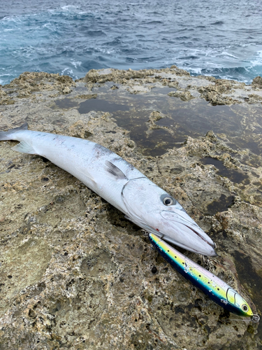 オニカマスの釣果