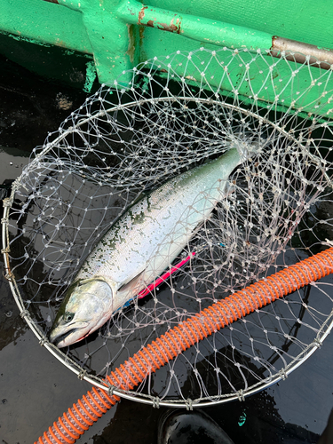 サクラマスの釣果