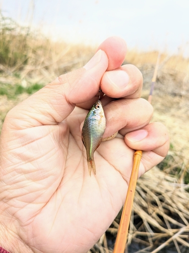 タナゴの釣果