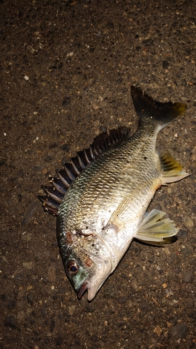 キチヌの釣果