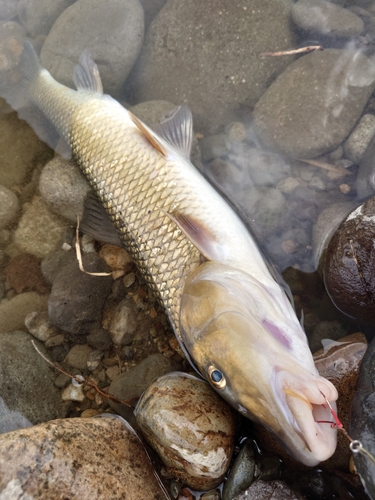 ニゴイの釣果