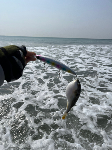 クサフグの釣果