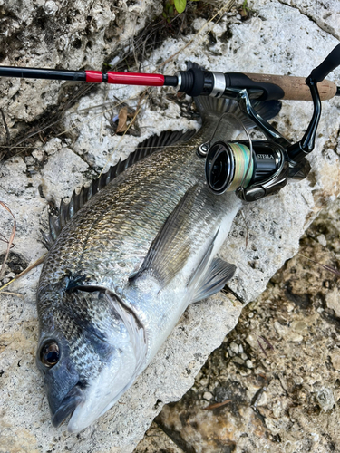 ミナミクロダイの釣果