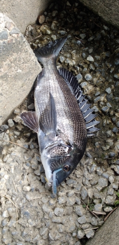 クロダイの釣果