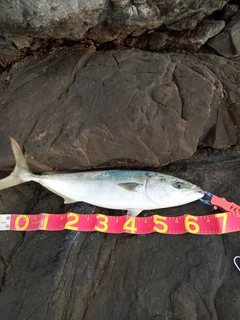 ハマチの釣果