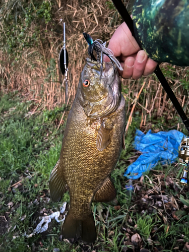 スモールマウスバスの釣果