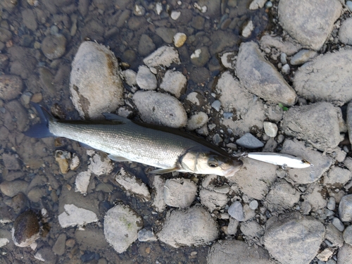 ウグイの釣果