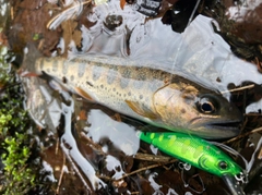 アマゴの釣果