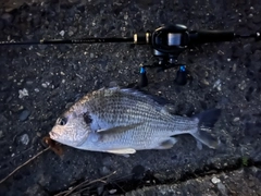 キビレの釣果