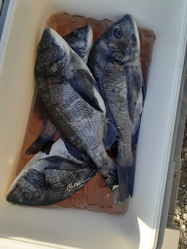 チヌの釣果