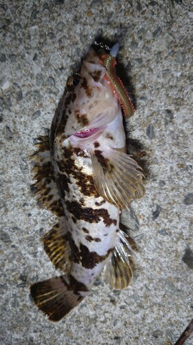 タケノコメバルの釣果