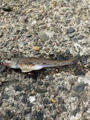 ハゼの釣果