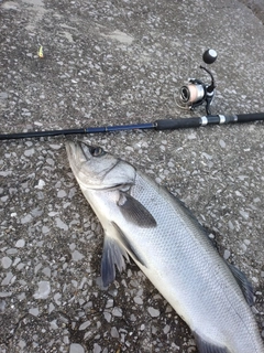 ヒラスズキの釣果