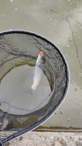 ニジマスの釣果