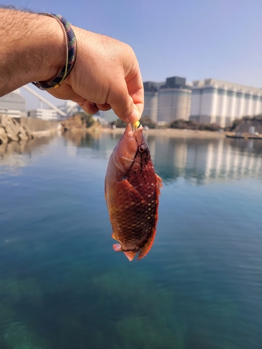 ホシササノハベラの釣果