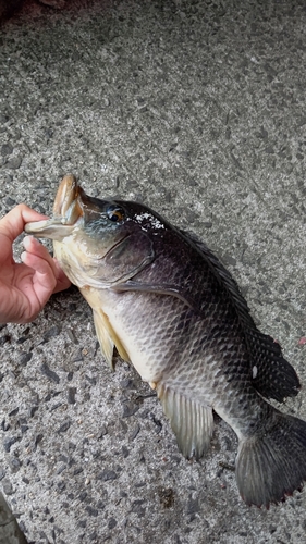 ナイルティラピアの釣果